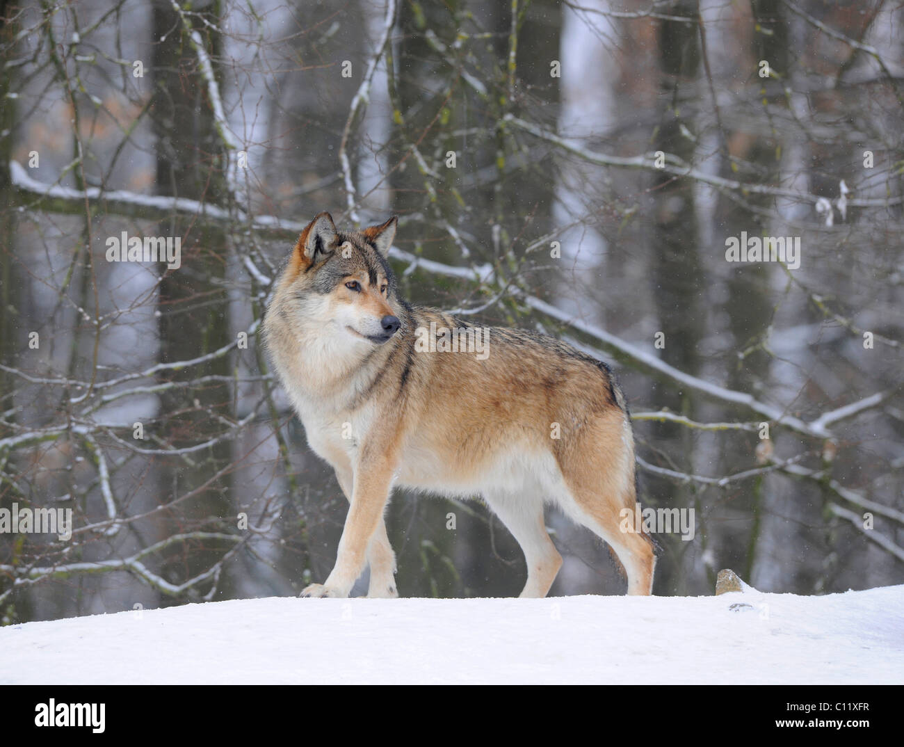 Mackenzie Wolf, Alaskan Tundra Wolf oder kanadischen Timber Wolf (Canis Lupus Occidentalis) im Schnee, Alpha Stockfoto