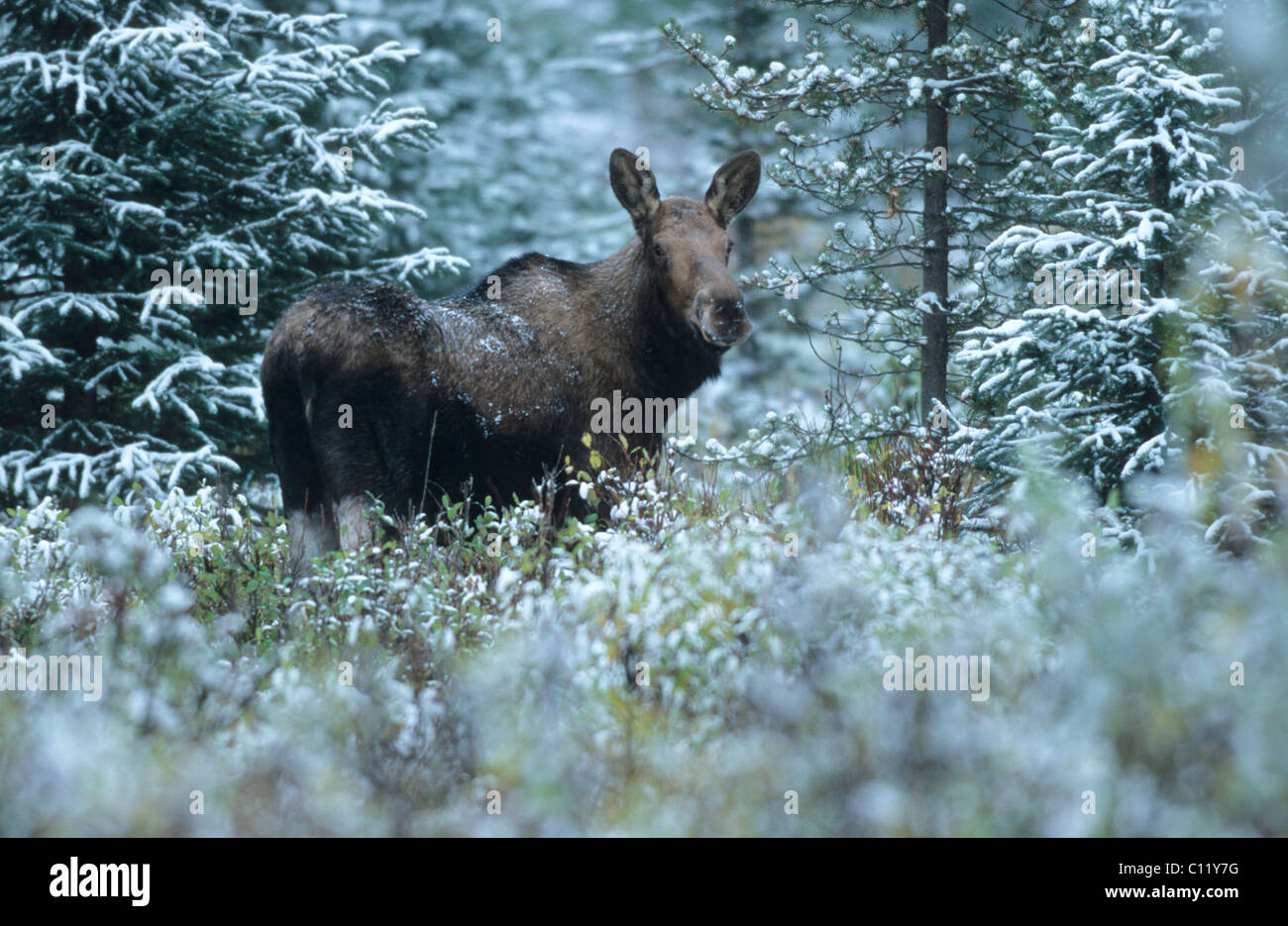 Elch Kuh (Alces Alces) in die Snow, Alberta, Kanada Stockfoto