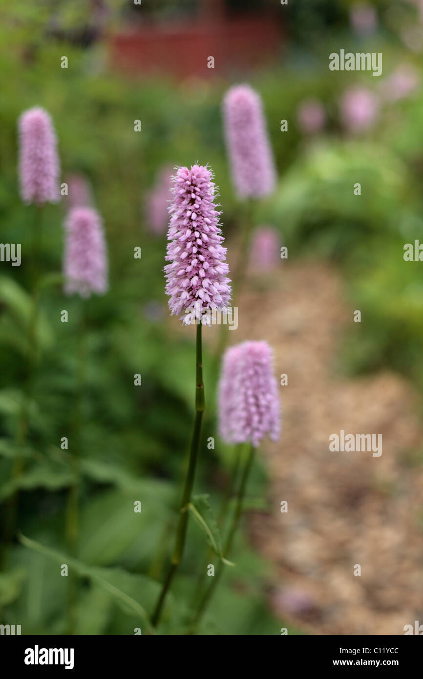 Persicaria Affinis Superba wächst in Derbyshire UK Stockfoto