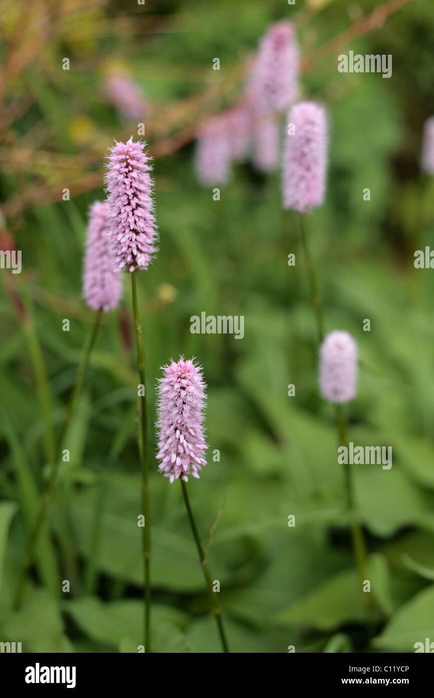 Persicaria Affinis Superba wächst in Derbyshire UK Stockfoto