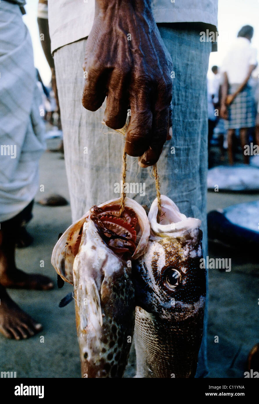 Braune Hand des singhalesischen Greis hält zwei gekauften Fische auf eine Zeichenfolge, Beruwala, Sri Lanka, Ceylon, Südasien, Asien Stockfoto
