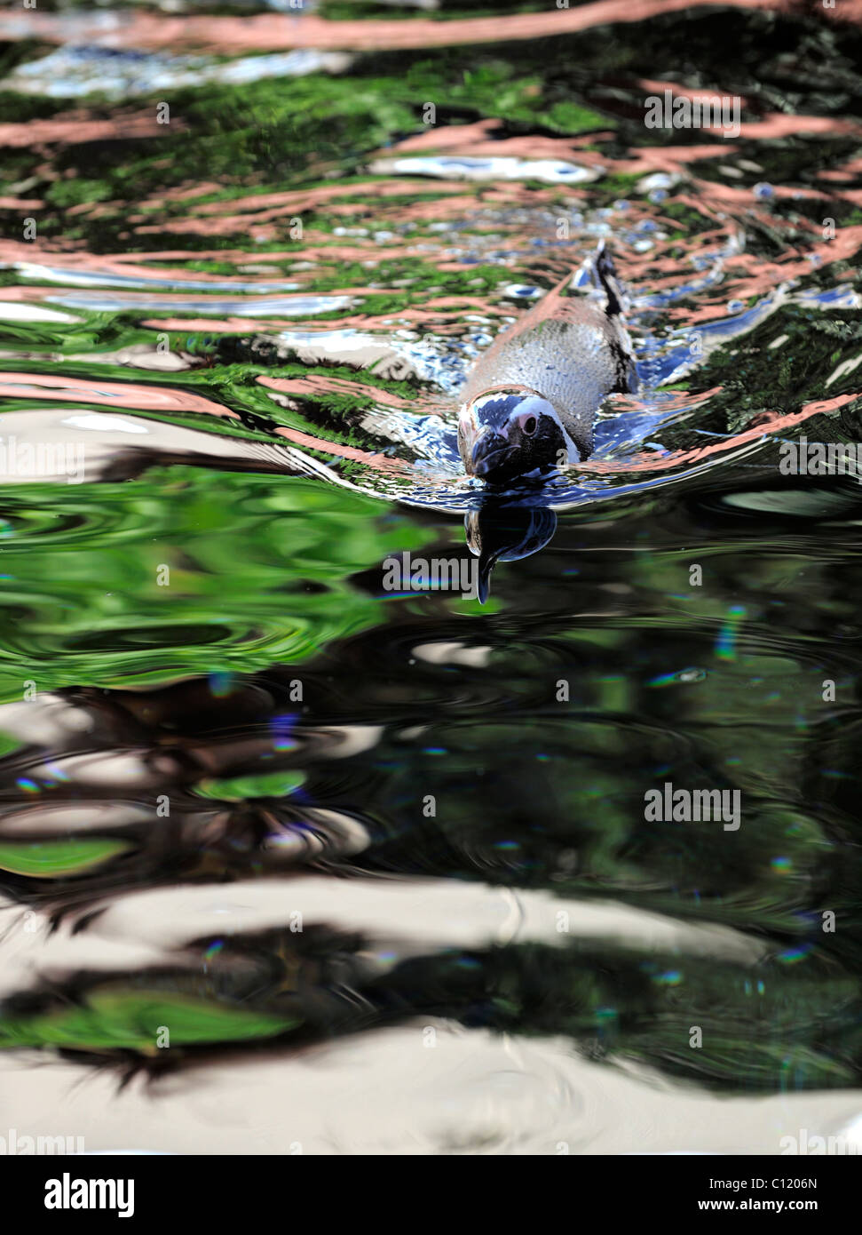 Spheniscus Humboldti. Der Pinguin schwimmt im Wasser. Mehrfarbige Reflexionen. Stockfoto