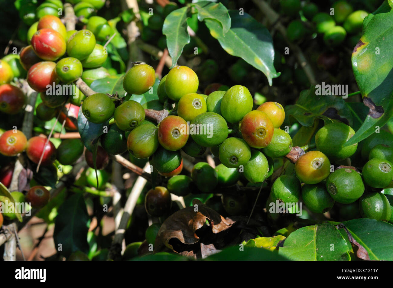 Reife und unreife Kaffeebeeren wachsen auf einem Baum, Jimma, Kaffa Region, Bono, Äthiopien, Afrika Stockfoto