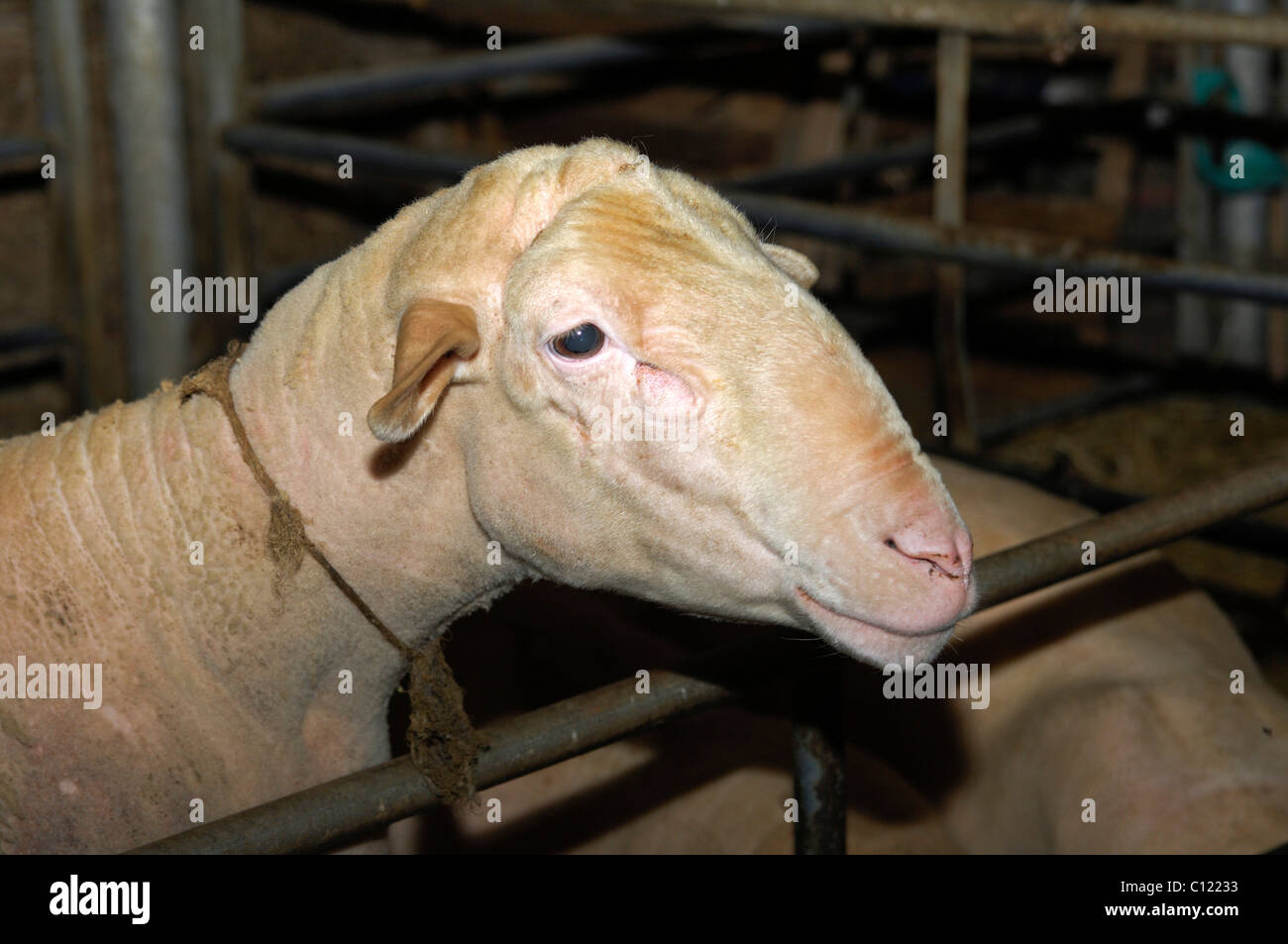 Porträt eines Lacaune Ram, Aveyron, Frankreich, Europa Stockfoto