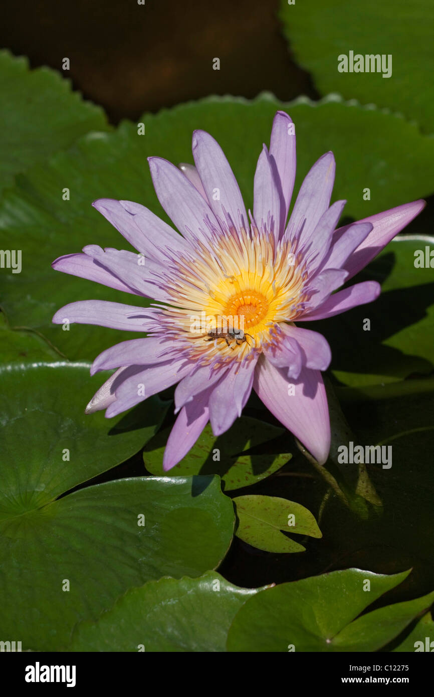 Seerose (Nymphaea Colorata), violett, lila Stockfoto