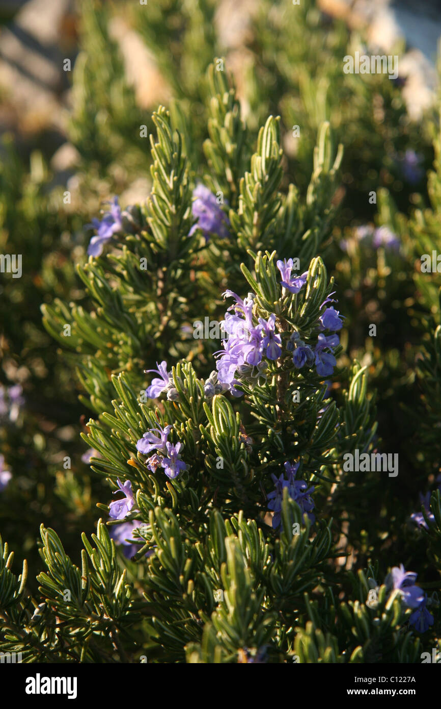 Blühende wilde Rosmarin, Mallorca Stockfotografie Alamy