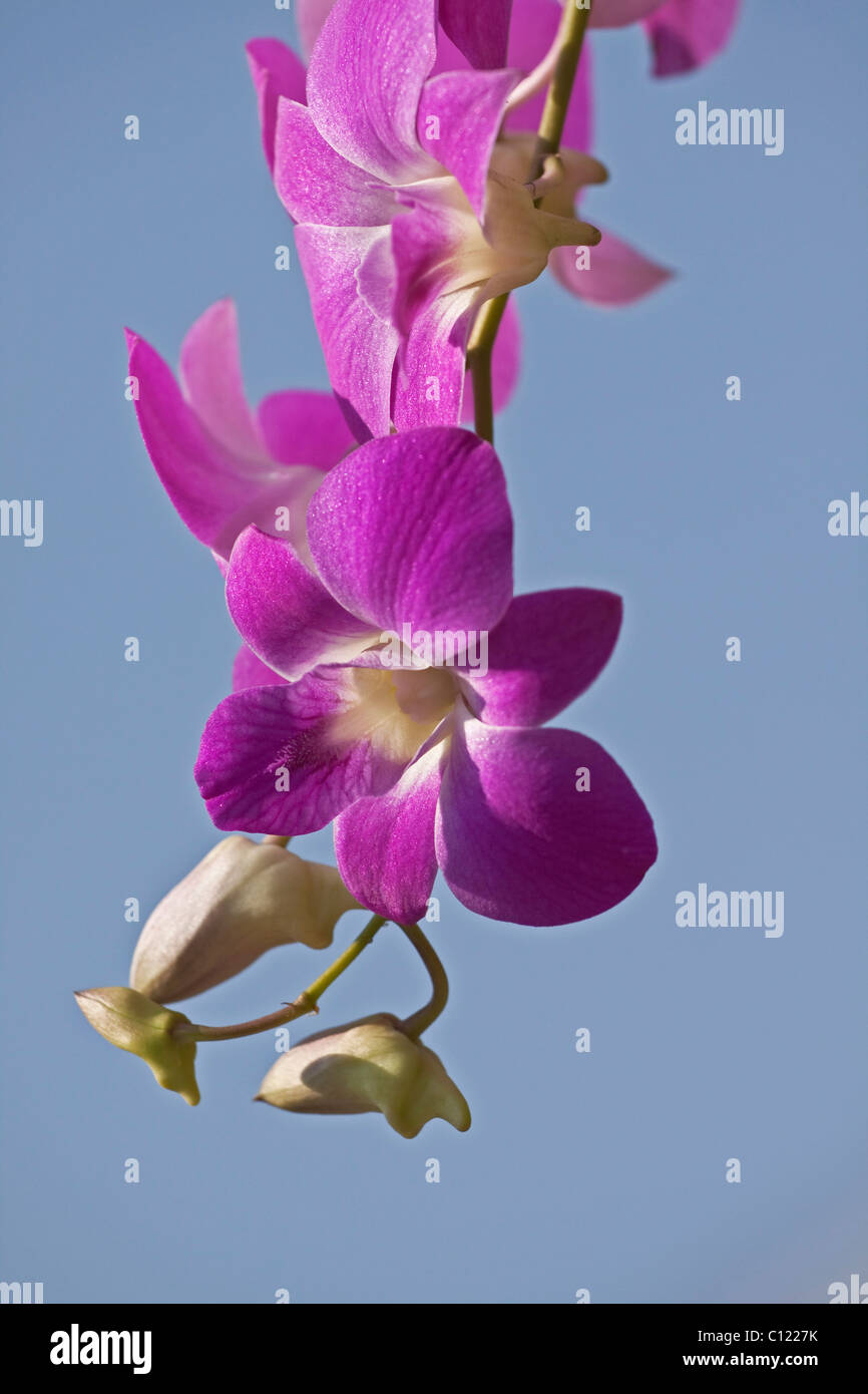 Orchideen (Orchidaceae), violett, lila Stockfoto