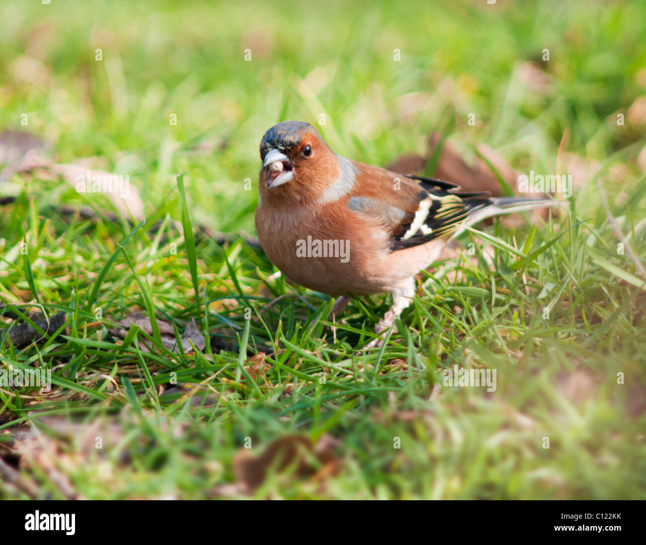 Bunte männlichen Buchfink, Fringilla Coelebs auf dem Boden essen Samen Stockfoto