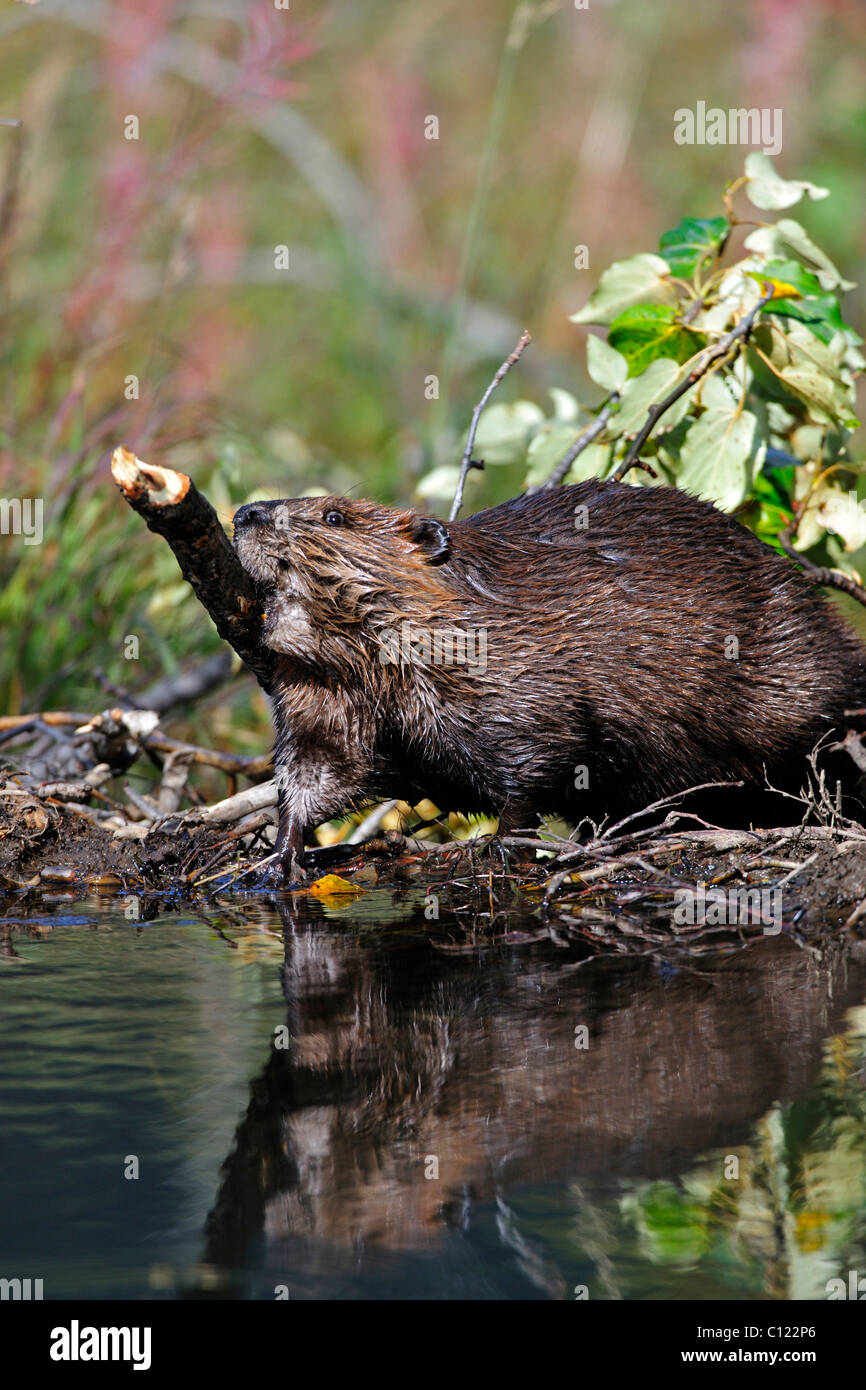 Nordamerikanische Biber (Castor Canadensis) Bau eines Staudamms im Denali Nationalpark, Alaska, USA Stockfoto