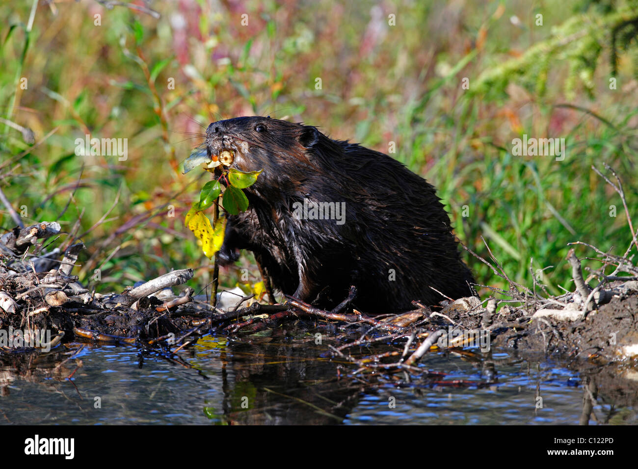 Nordamerikanische Biber (Castor Canadensis) Bau eines Staudamms im Denali Nationalpark, Alaska, USA Stockfoto