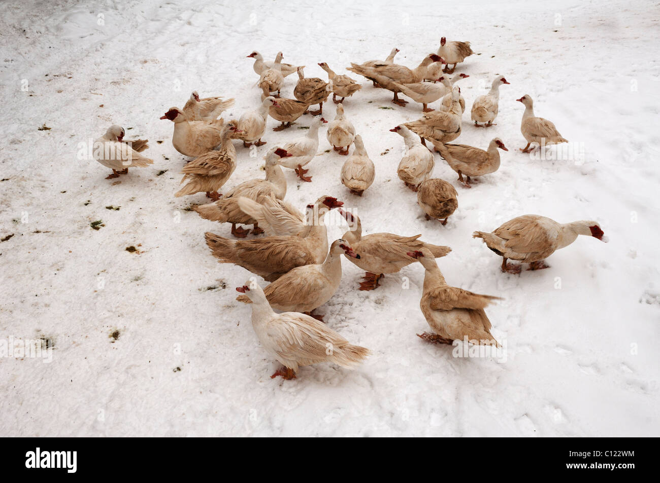 Barbarie-Enten (Cairina Moschata) in den Schnee, Eckental, Middle Franconia, Bayern, Deutschland, Europa Stockfoto