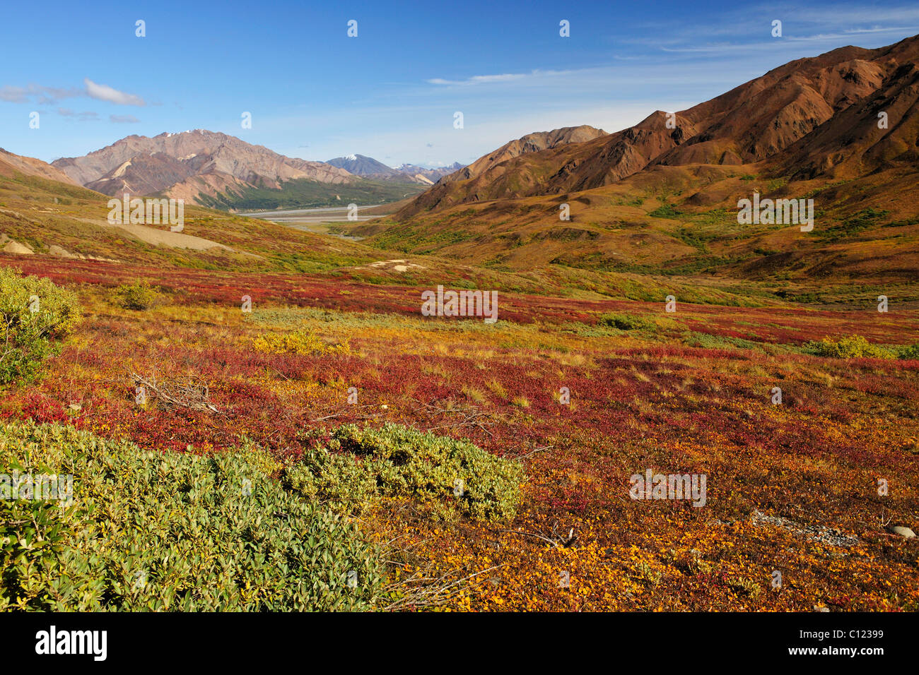 Herbstlandschaft mit herbstlichen Farben der Tundra, Denali National Park, Alaska, USA Stockfoto