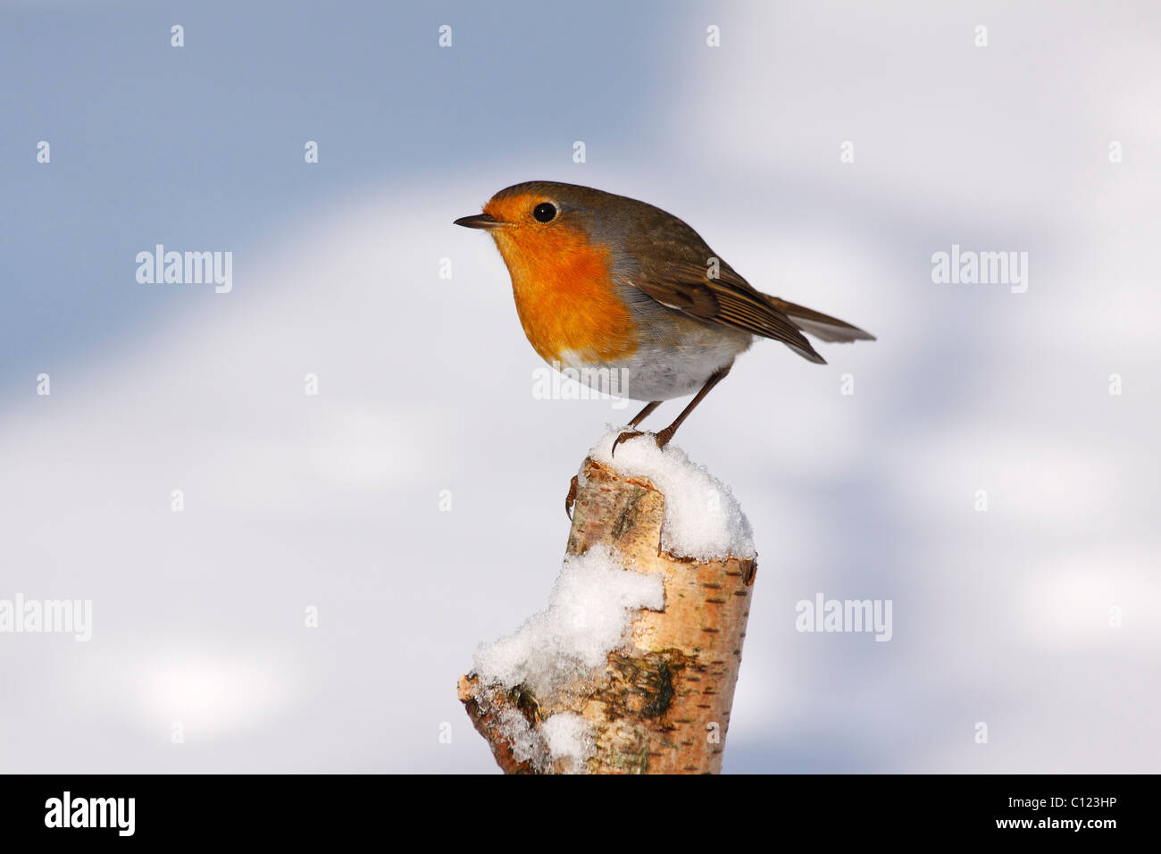 Rotkehlchen (Erithacus Rubecula) irgendwo im Winter im Schnee, thront auf Birke stumpf Stockfoto