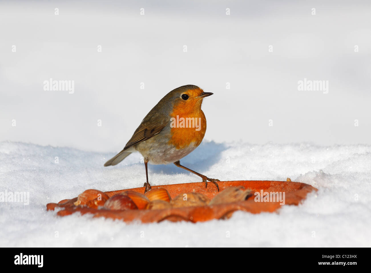 Rotkehlchen (Erithacus Rubecula) irgendwo im Winter im Schnee, Vogel füttern Stockfoto