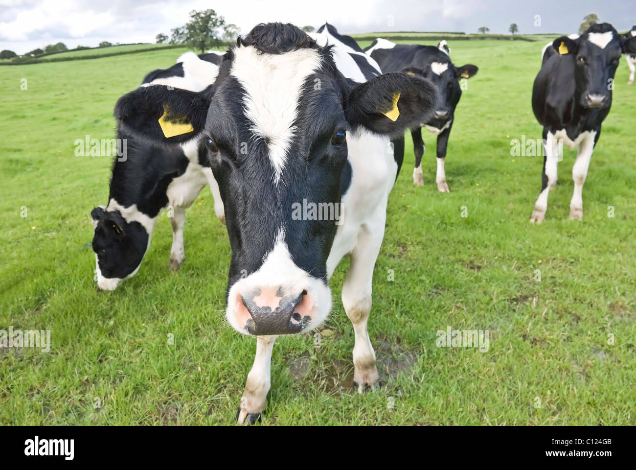 Neugierige Kuh. Waltshire Farm, UK. Stockfoto