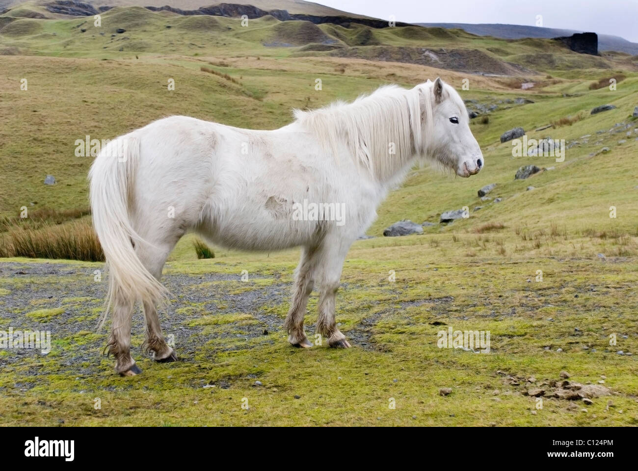 Waliser Pony, schwarzen Berge, Brecon Beacons National Park, Wales. Das Land, wo die Pferde frei laufen. Stockfoto
