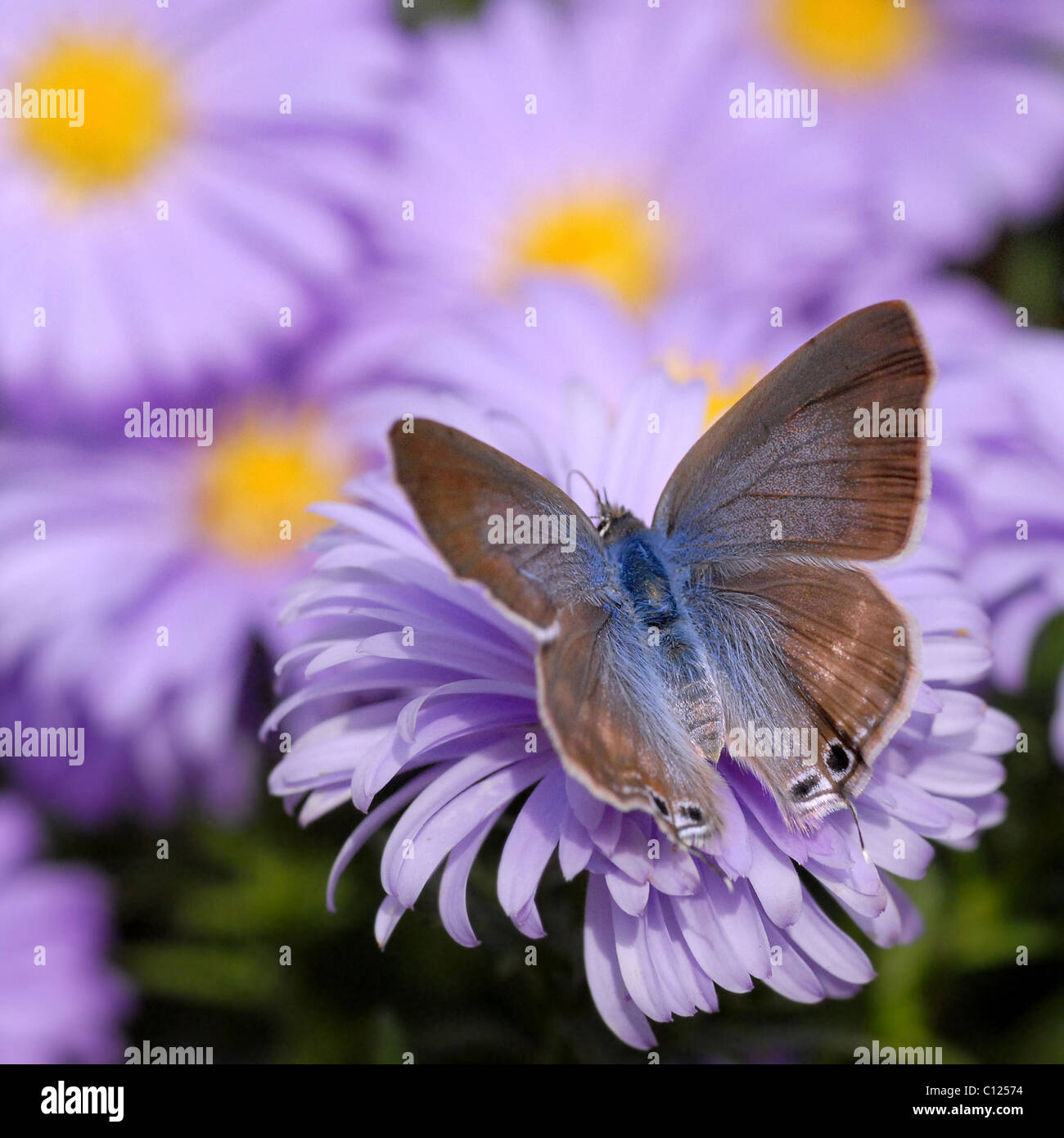 Makro von Argus Schmetterling (Lampides Boeticus) auf blauen Aster Blüte Stockfoto