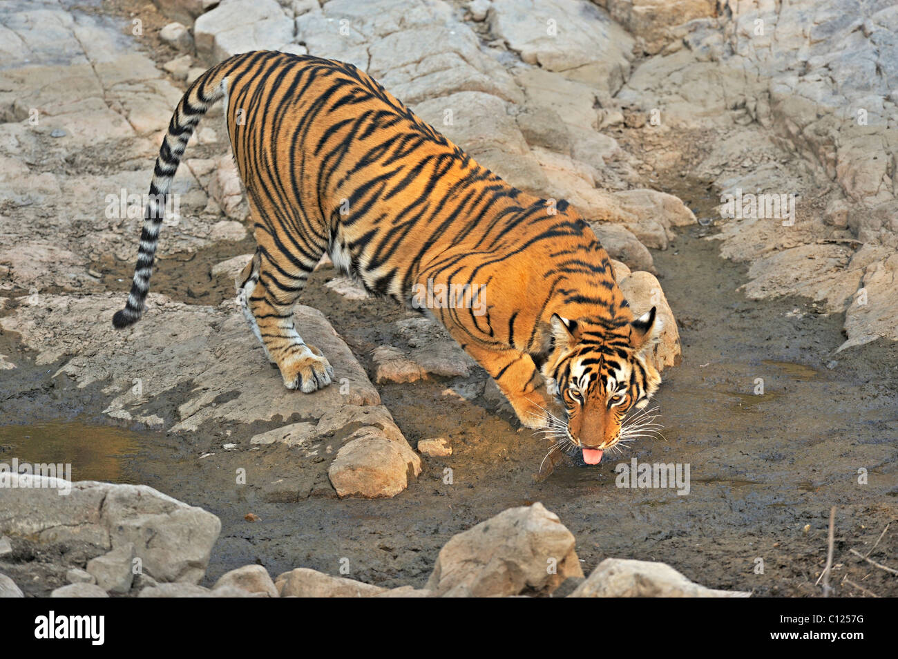 Tiger (Panthera Tigris) an einem felsigen Wasserloch in Ranthambore Nationalpark, Rajasthan, Indien, Asien Stockfoto