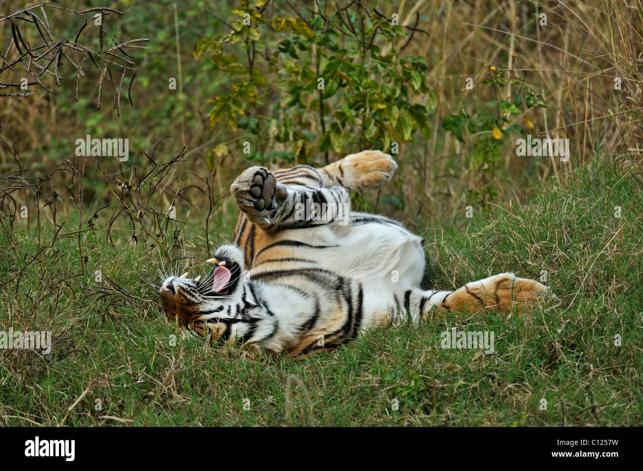 Tiger (Panthera Tigris) Rollen im Rasen nach dem Monsun Regenfälle, Ranthambore Nationalpark, Rajasthan, Indien, Asien Stockfoto