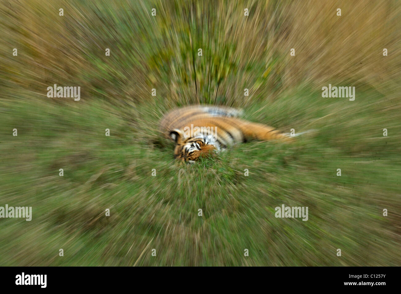 Wilde Tiger (Panthera Tigris), Zoomen Sie platzen, Ranthambore Nationalpark, Rajasthan, Indien, Asien Stockfoto