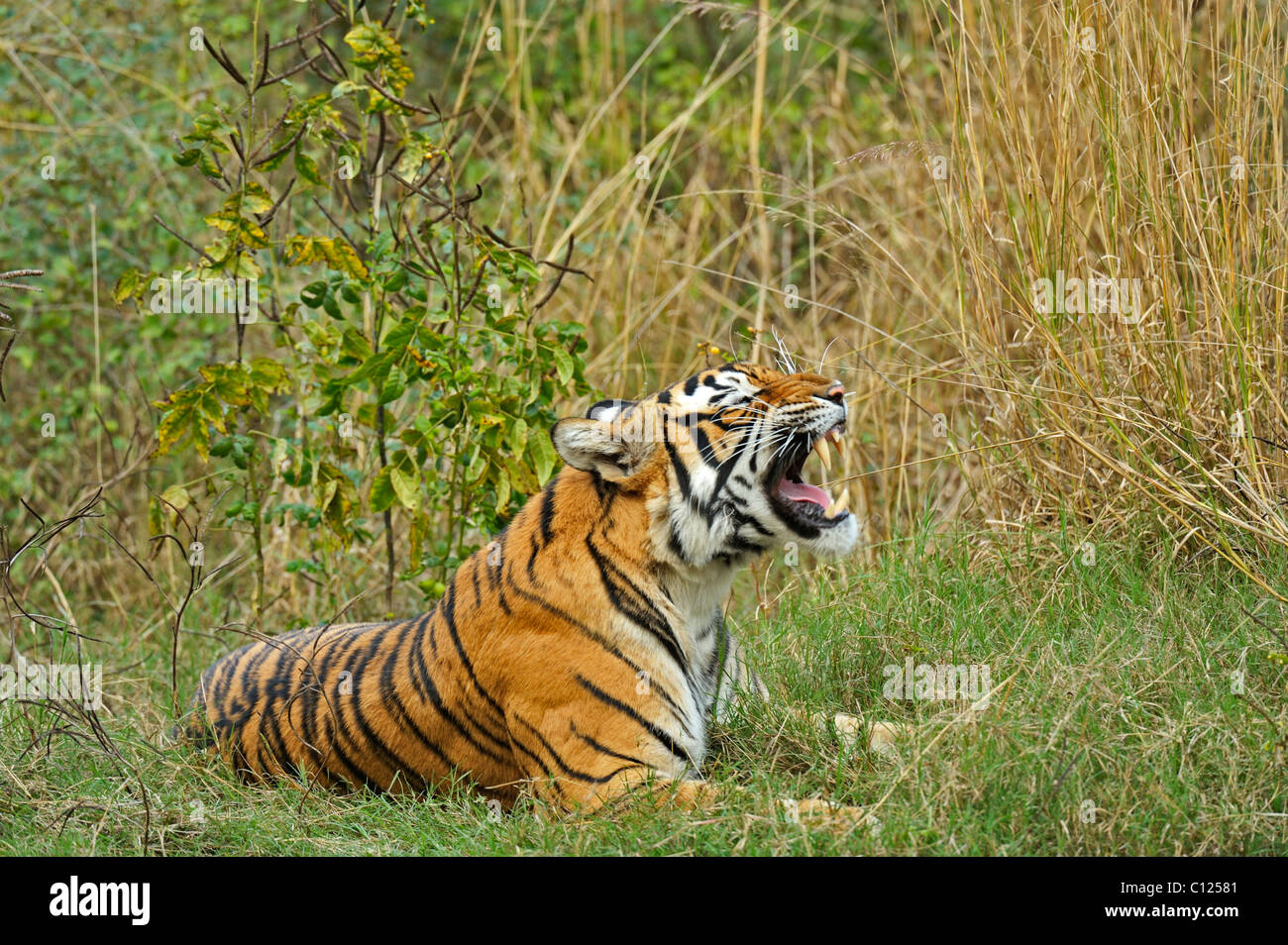 Tiger (Panthera Tigris) Knurren in grün nach dem Monsun Regenfälle, Ranthambore Nationalpark, Rajasthan, Indien, Asien Stockfoto