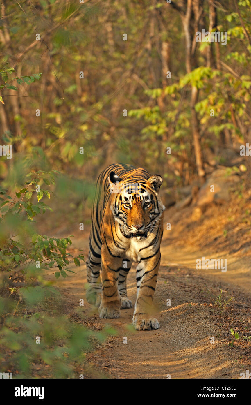Tiger (Panthera Tigris) zu Fuß auf einem Pfad, Ranthambore Nationalpark, Rajasthan, Indien, Asien Stockfoto