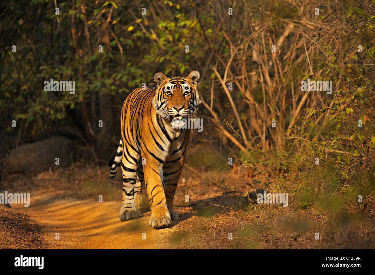 Tiger (Panthera Tigris) zu Fuß auf einem Pfad, Ranthambore Nationalpark, Rajasthan, Indien, Asien Stockfoto