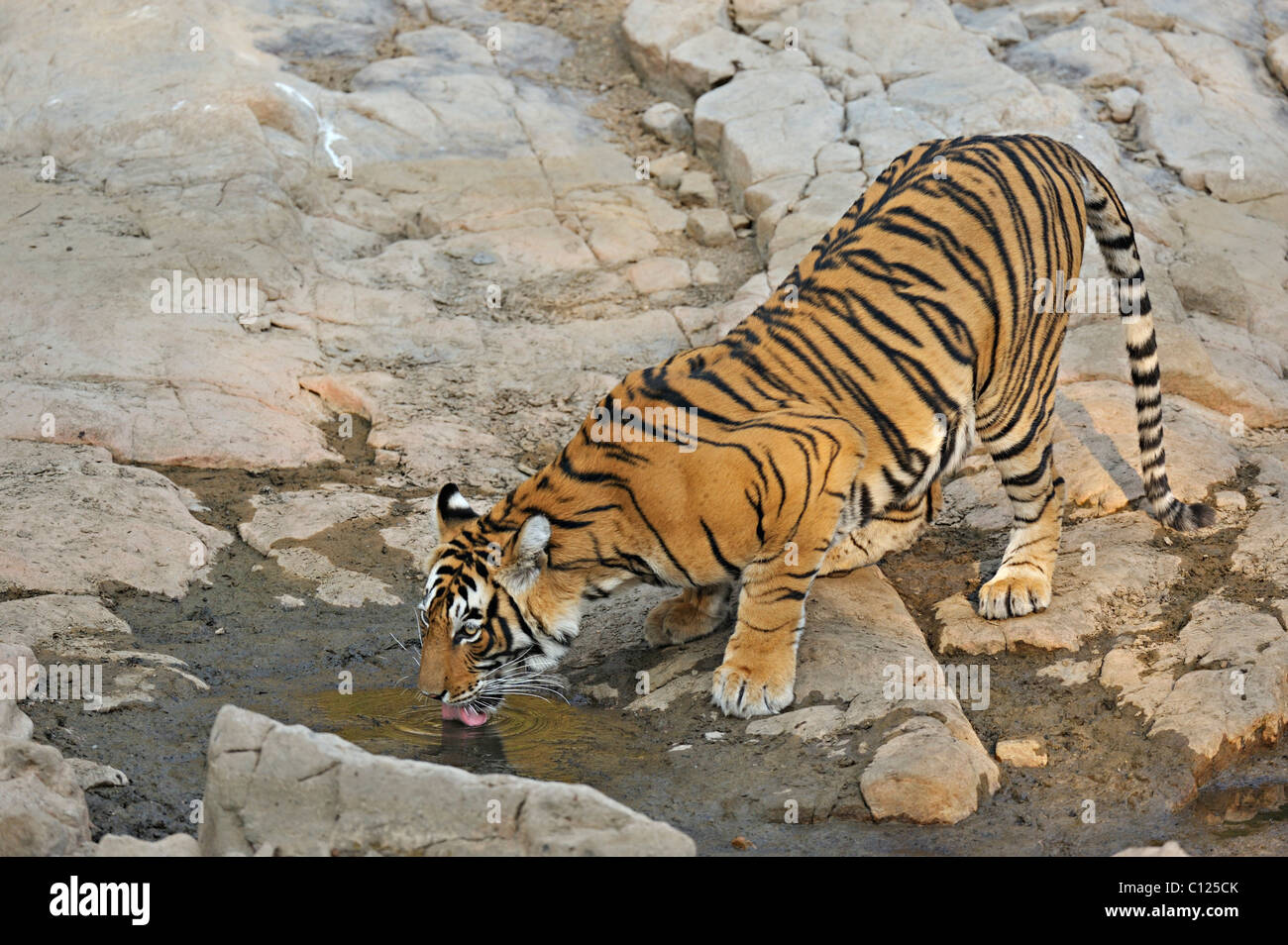 Tiger (Panthera Tigris) an einem felsigen Wasserloch in Ranthambore Nationalpark, Rajasthan, Indien, Asien Stockfoto