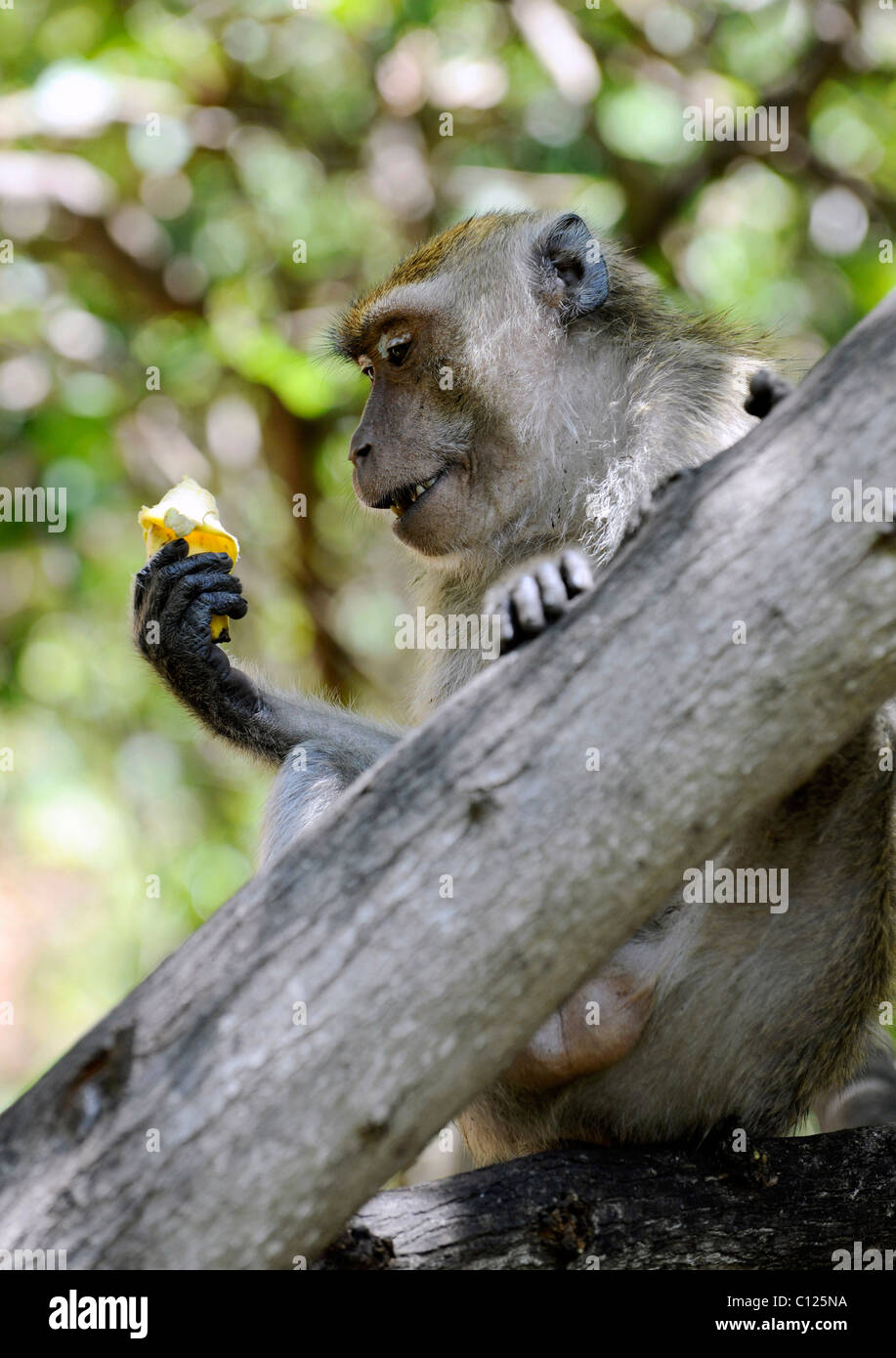 Affe mit banane Fotos und Bildmaterial in hoher Auflösung Alamy