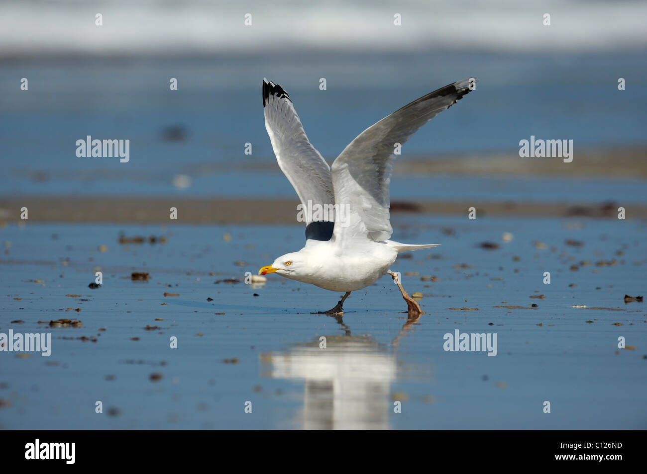 Silbermöwe (Larus Argentatus), beginnen zu fliegen, Nordsee, Duene, Helgoland, Schleswig-Holstein, Deutschland, Europa Stockfoto