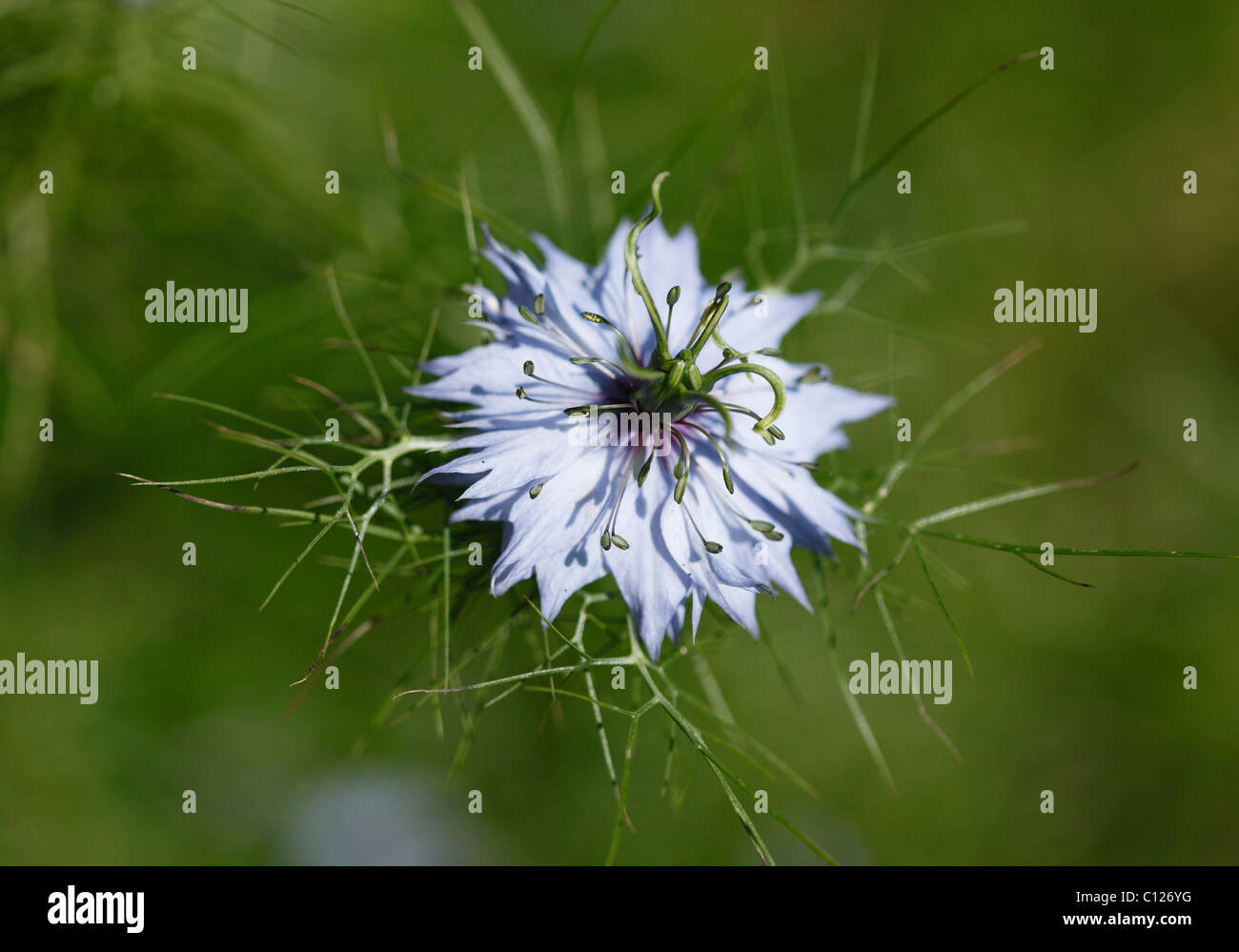 Blüte des Love-in-a-mist (Nigella Damascena), Garten-Anlage Stockfoto