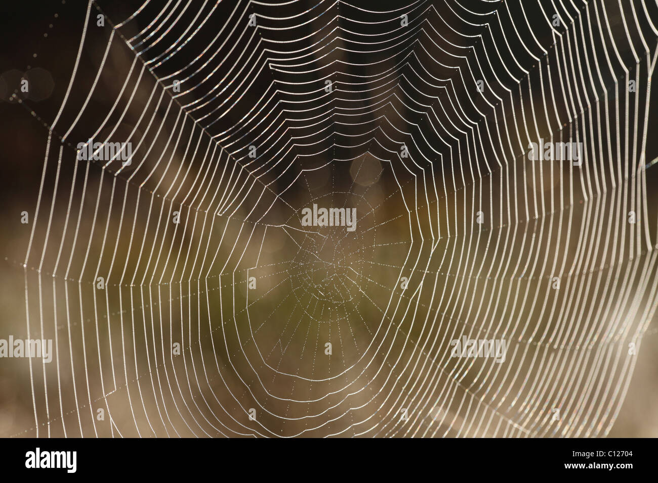 Spinnennetz von einer Araneid Spinne, Bayern, Deutschland Stockfoto