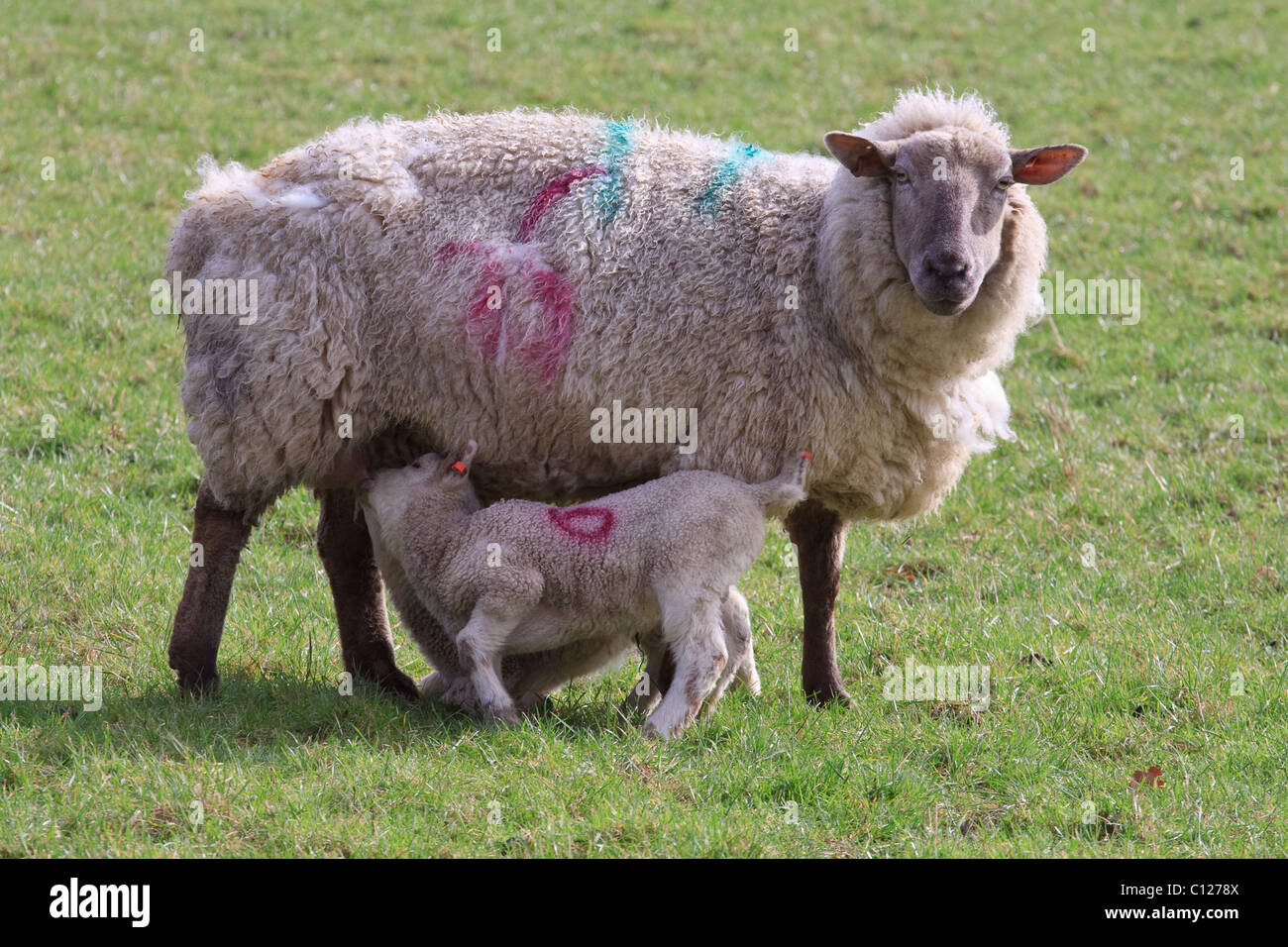 Lämmer füttern von ihrer Mutter Stockfoto