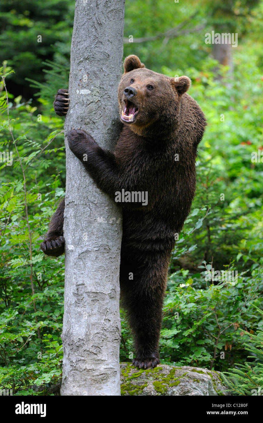 Amerikanischer Braunbär (Ursus Arctos), Klettern, ein Baum, Verbindung, Nationalpark, Bayerischer Wald, Bayern, Deutschland, Europa Stockfoto