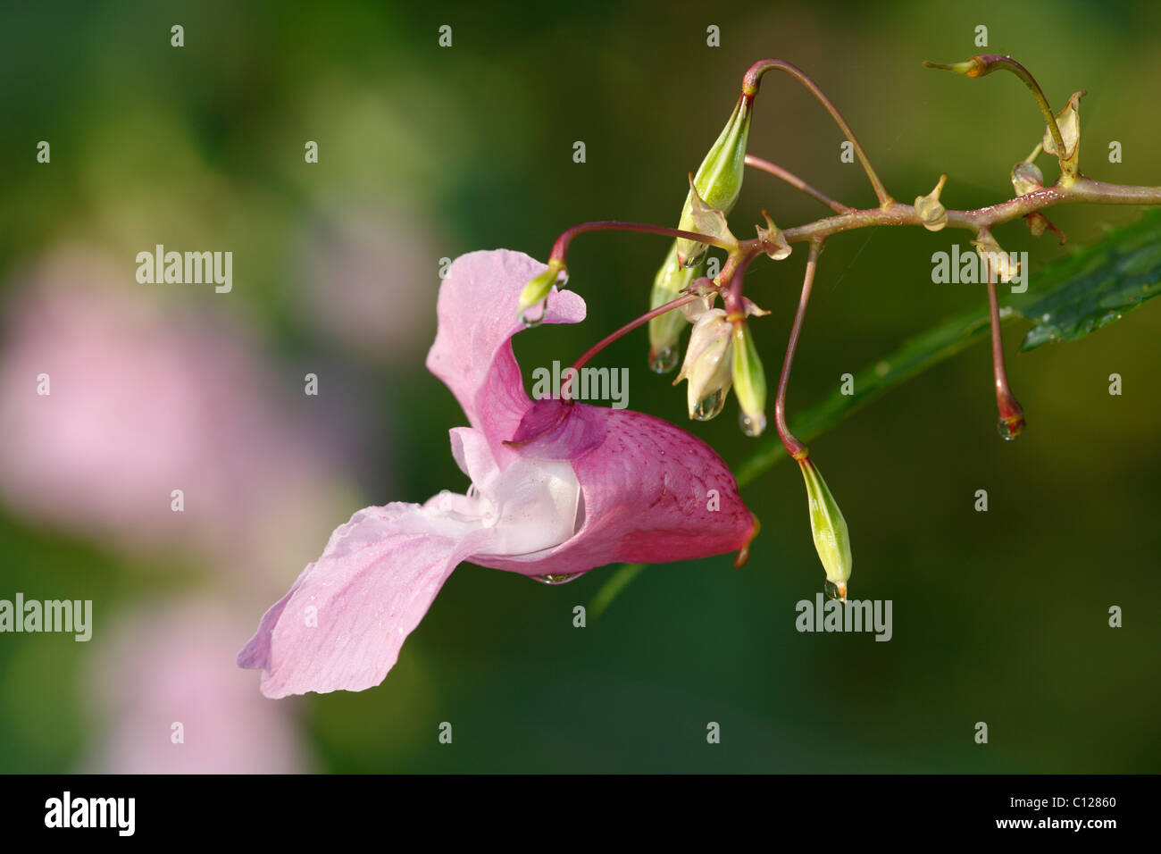 Blüte und Samen Pod Drüsige Springkraut, indisches Springkraut (Impatiens Glandulifera), neophyte Stockfoto