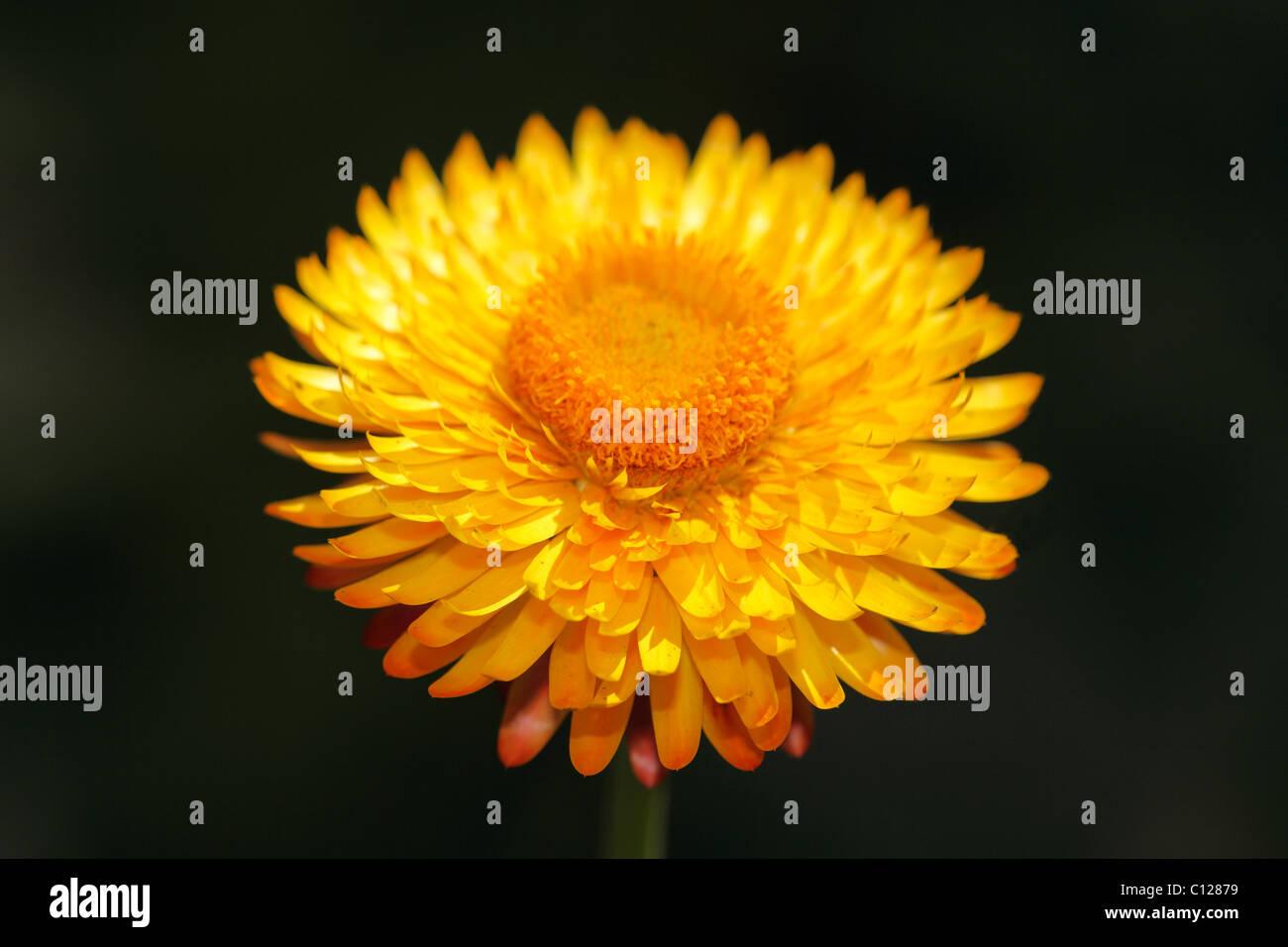 Goldene Everlasting (Helichrysum Bracteatum) Stockfoto