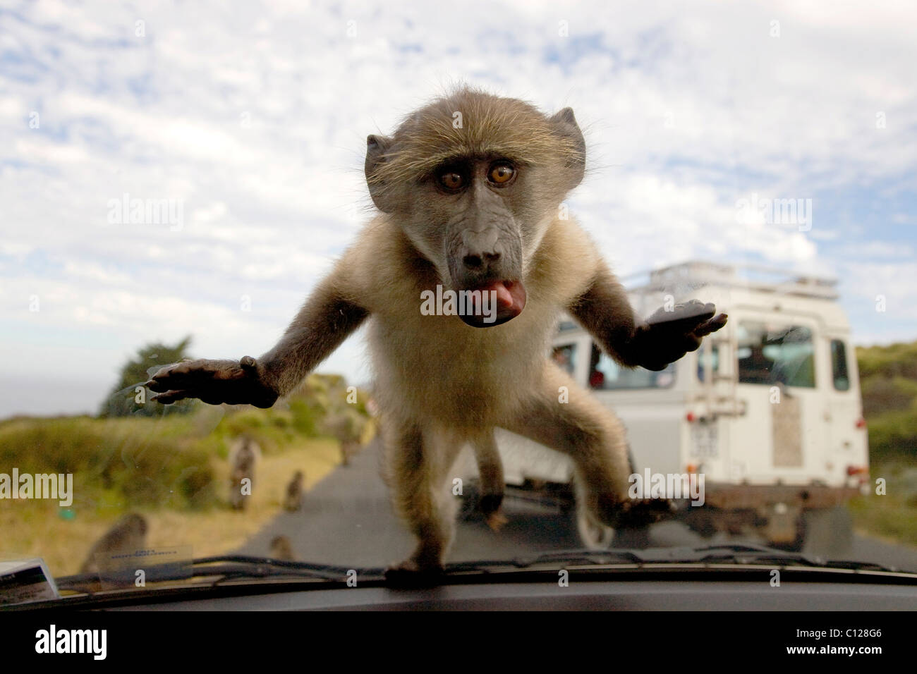 Chacma Pavian (Papio Ursinus) Blick durch die Windschutzscheibe, Cape of Good Hope Nature Reserve, Western Cape in der Nähe von Kapstadt Stockfoto