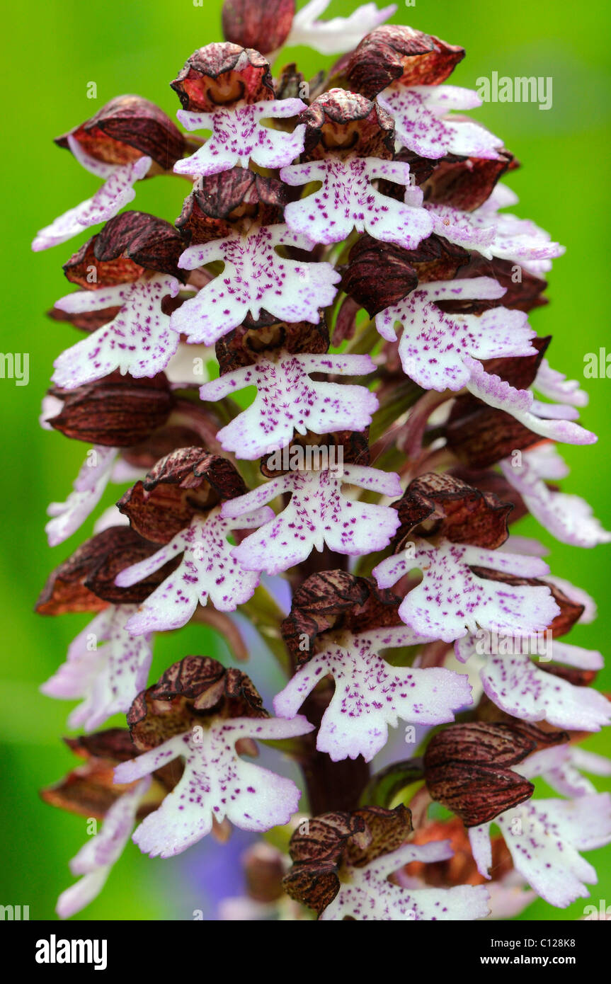 Lady Orchidee (Orchis Purpurea), Blütenstand Stockfoto