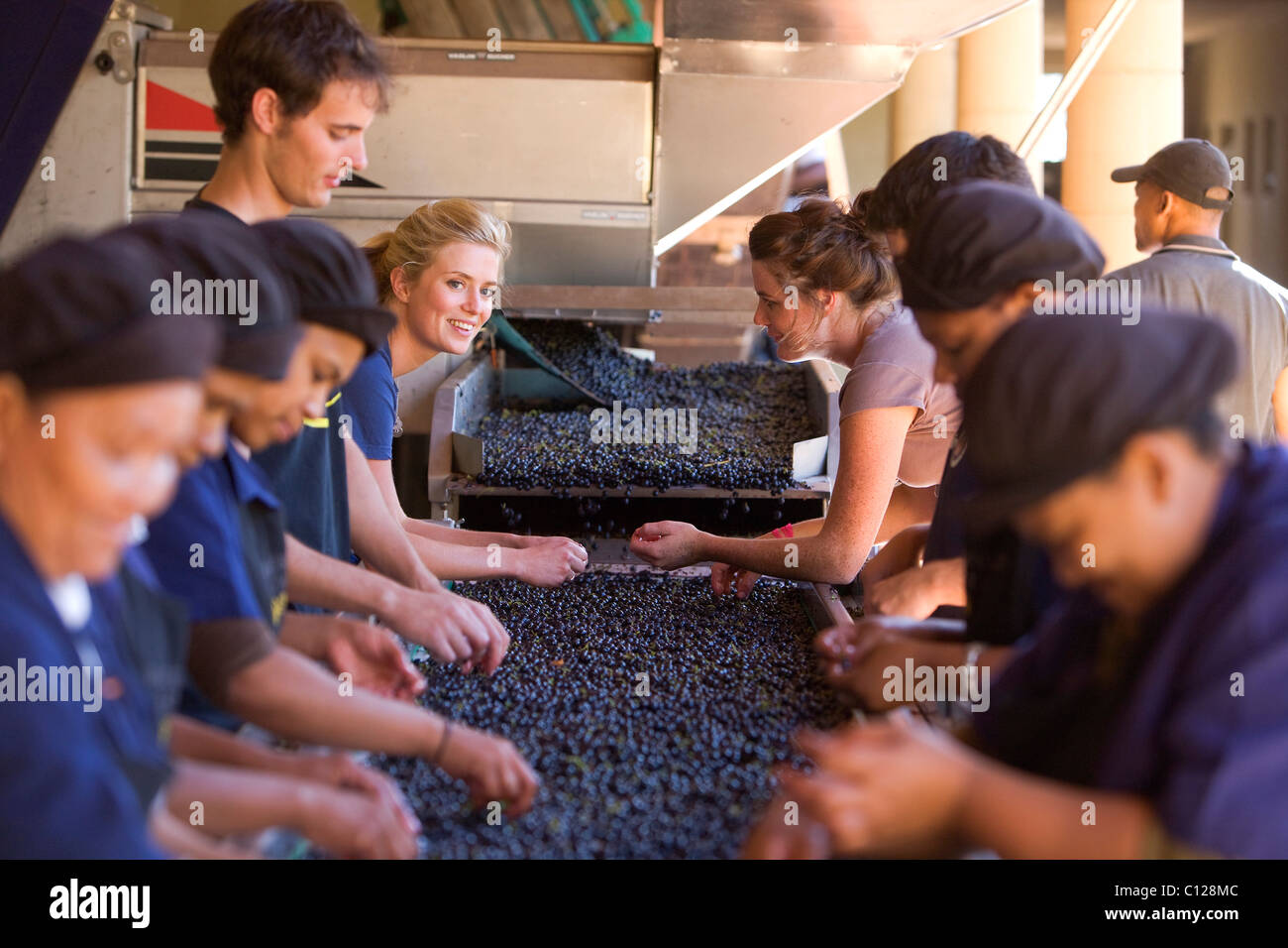 "Waterford Estate Winery, Auswahl der Trauben, Weinlese, Stellenbosch, Weinland, in der Nähe von Cape Town, Western Cape, Südafrika Stockfoto