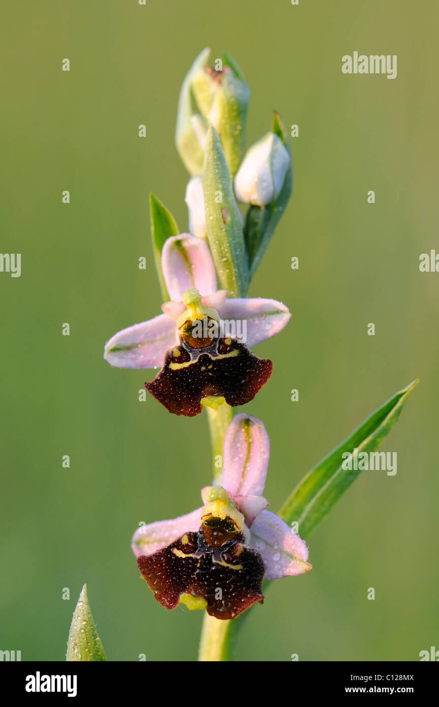 Späten Spider-Orchidee (Ophrys Holoserica) Stockfoto