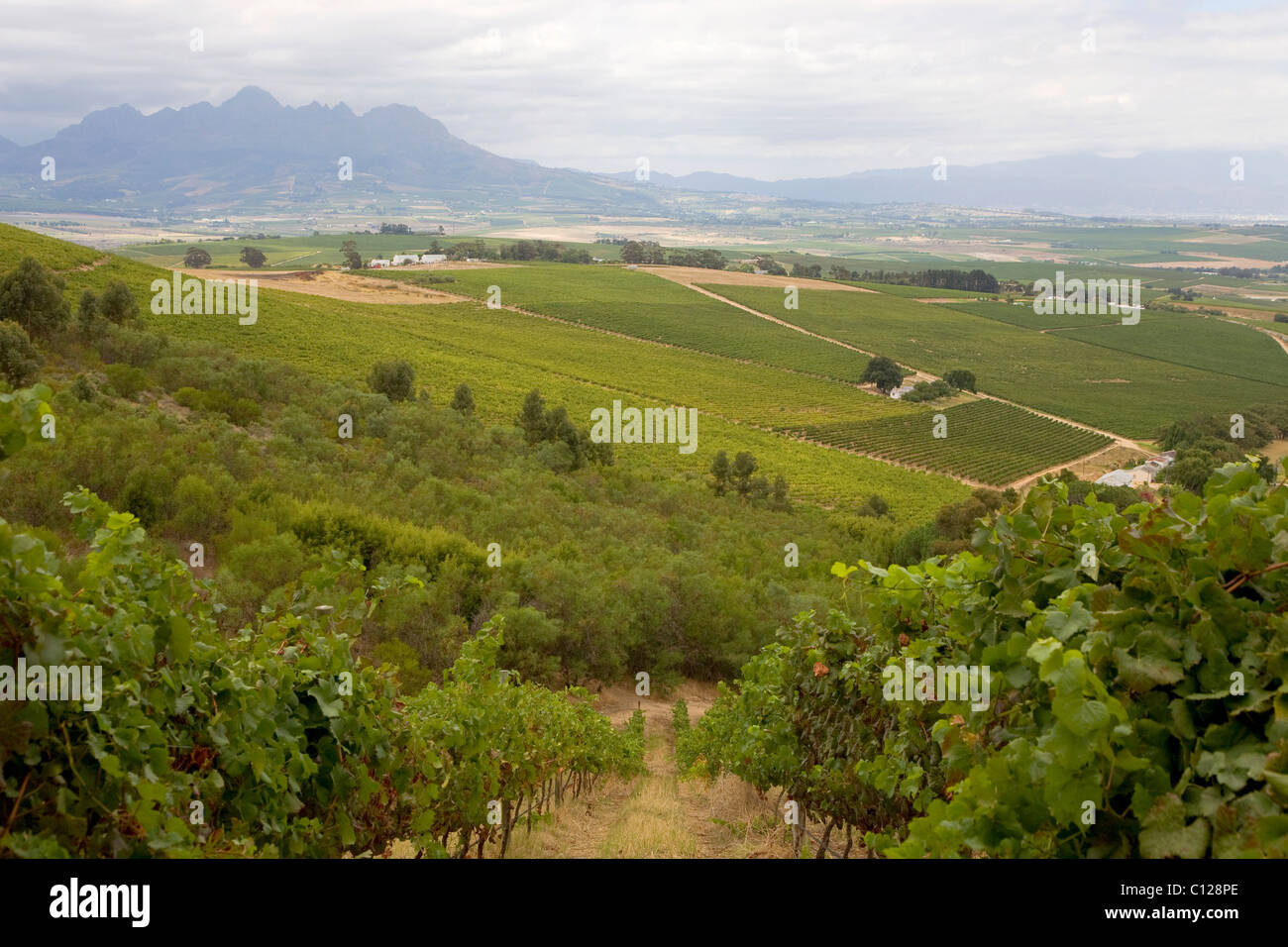 Weinberge, Winelands, Stellenbosch, Western Cape, Südafrika, Afrika Stockfoto