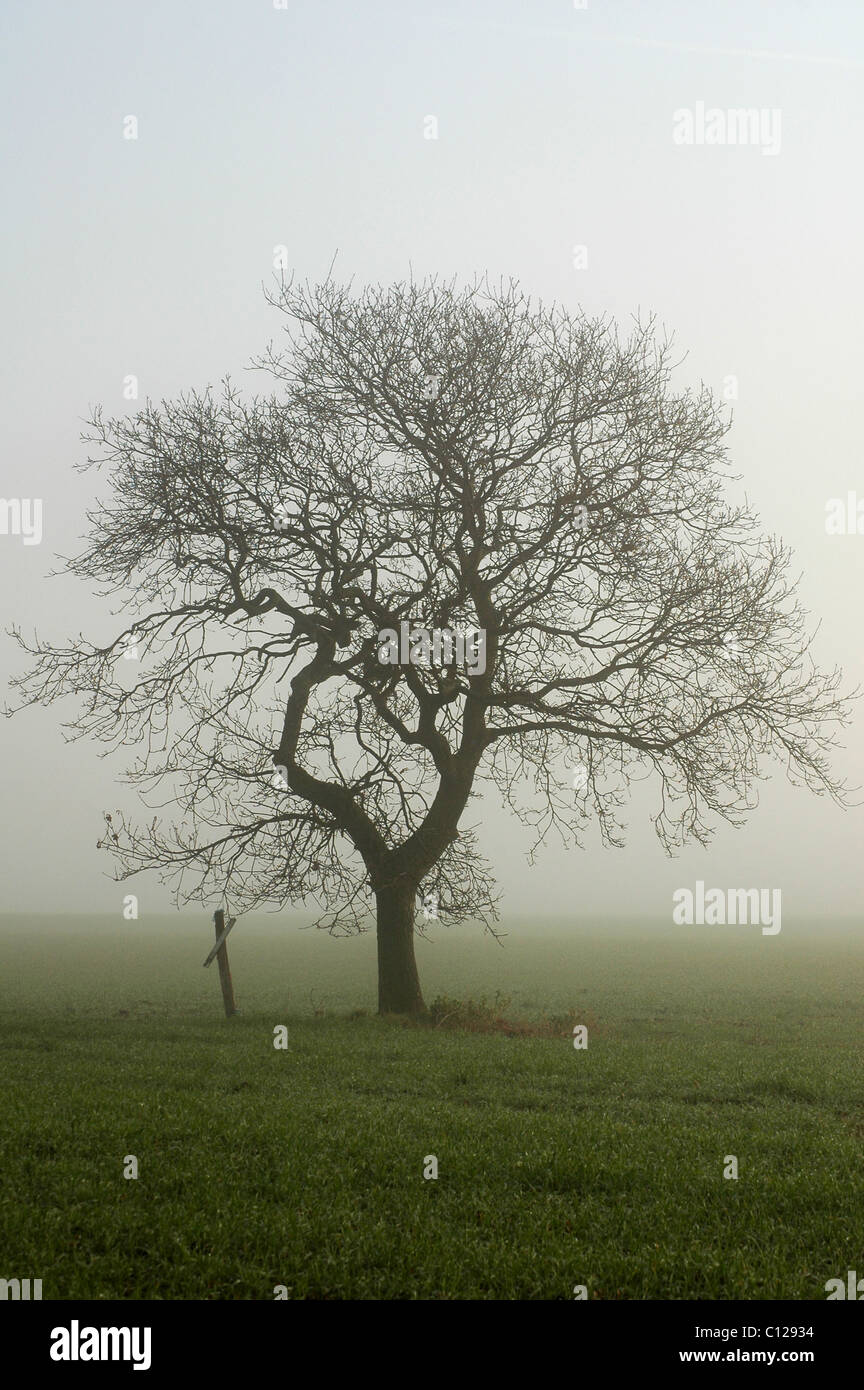 Eiche Quercus Robur Silhouette im Nebel. Reste der Vogelscheuche. Stockfoto