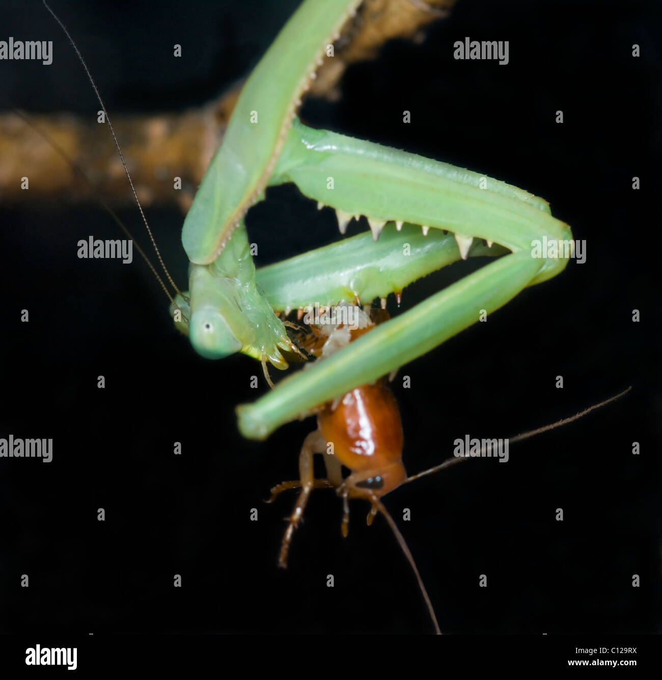 Weibliche Gottesanbeterin (Stagmomantis theophila) Fütterung auf turkistan Küchenschabe (Blatta lateralis) Stockfoto