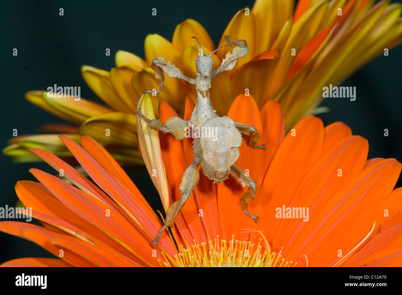 Macleays Gespenst Stabheuschrecke oder riesige stacheligen Stabheuschrecke (Extatosoma Tiaratum) Stockfoto