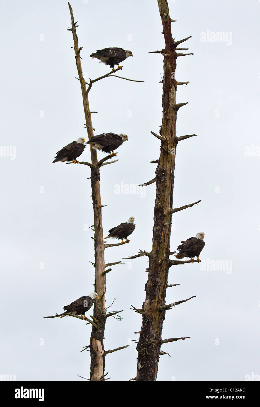 6 Weißkopf-Seeadler saß auf einem alten Baum in Port Hardy Vancouver Island Kanada Stockfoto