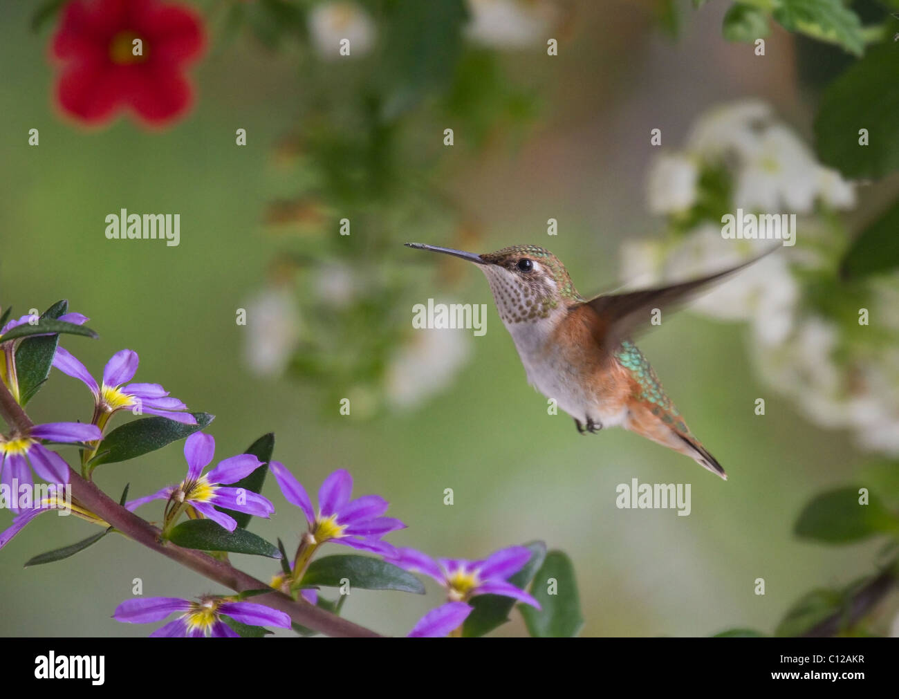12 Rote Ersatzröhren Für Kolibri-Futterspender – Einfach Wechseln, Vögel Anlocken!