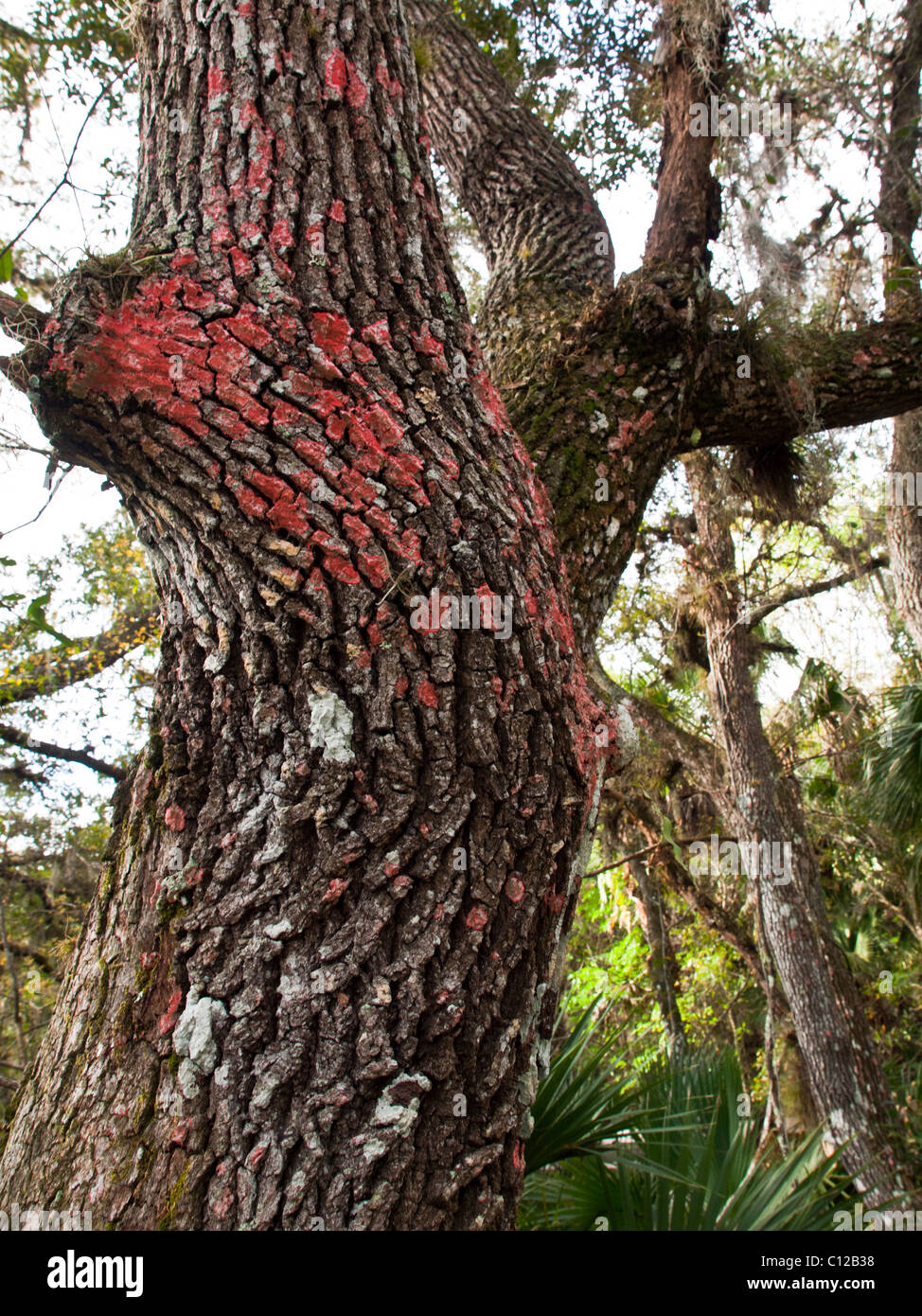 Rot-Decke Flechten (Chidecton Sanguieneum) auf eine 300 Jahre alte Eiche auf einer Hängematte in Florida Stockfoto
