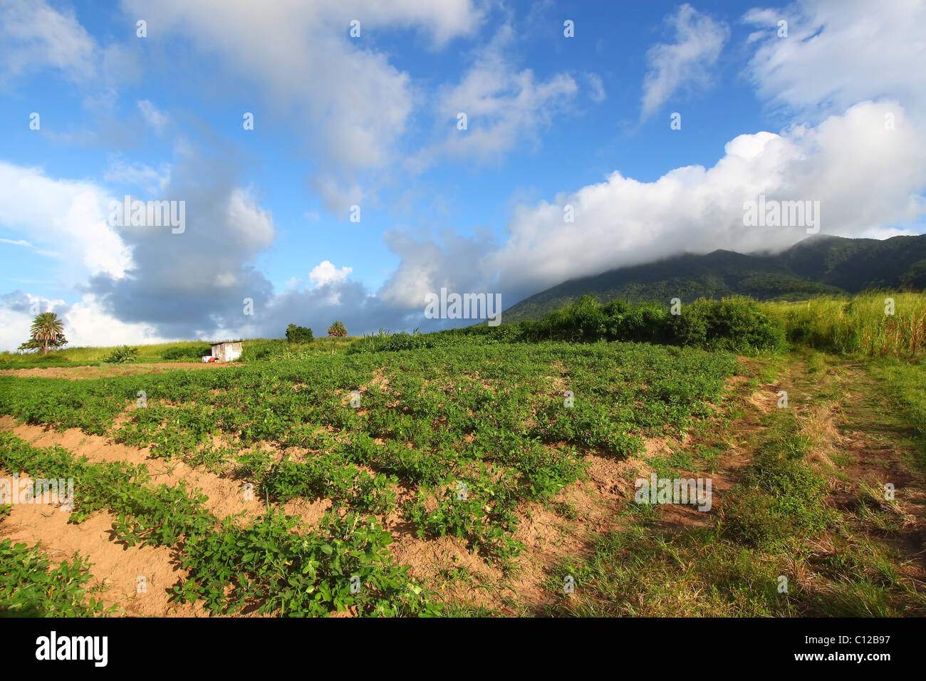 Felder von St. Kitts Stockfoto