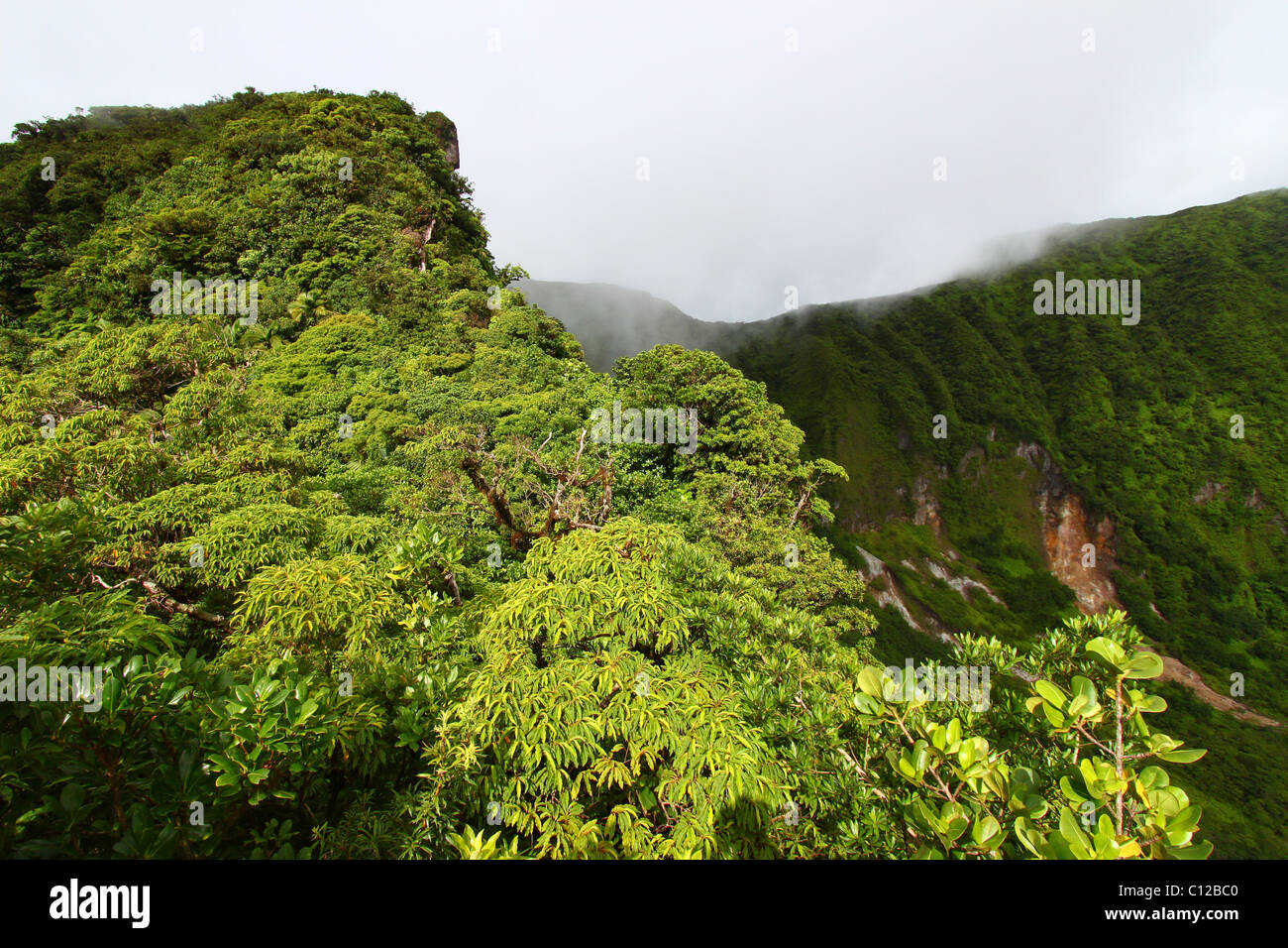 Regenwald von St. Kitts Stockfoto