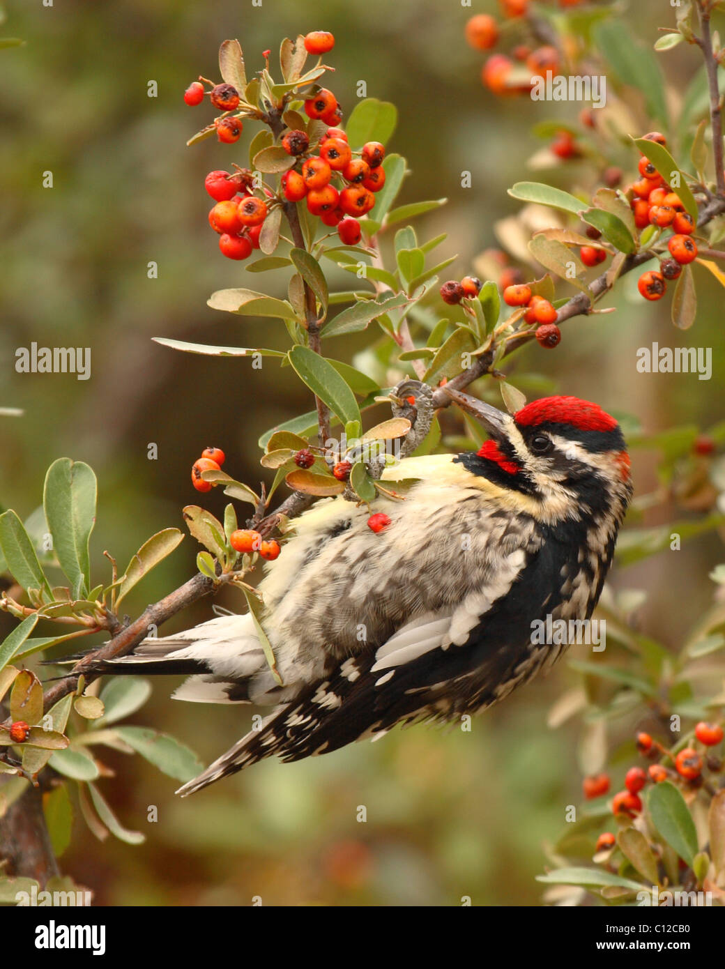 Ein rot-Himalaja-Sapsucker, klammerte sich an einem Beere Strauch. Stockfoto